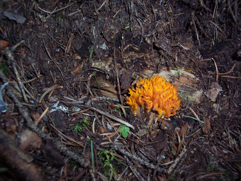 Ramaria